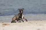 WHIPPET 305